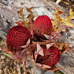 Banksia Baxteri - Crimson Red