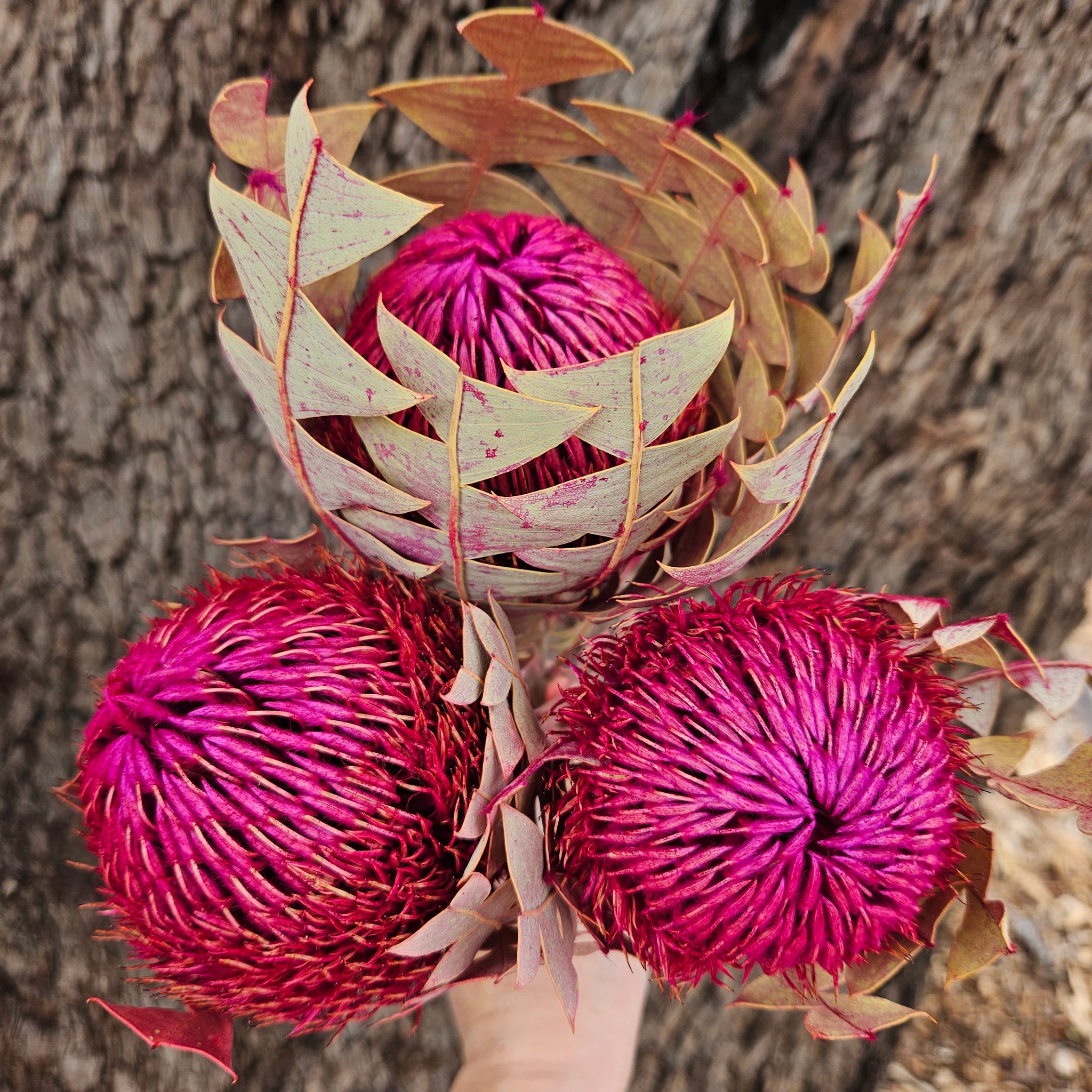 Banksia Baxteri - Magenta Pink