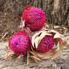 Banksia Baxteri - Magenta Pink