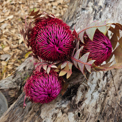 Banksia Baxteri - Magenta Pink