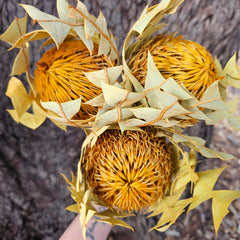 Banksia Baxteri - Autumn Orange