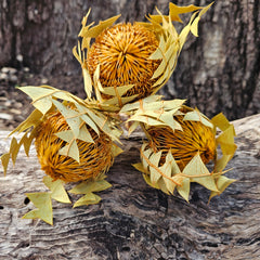 Banksia Baxteri - Autumn Orange