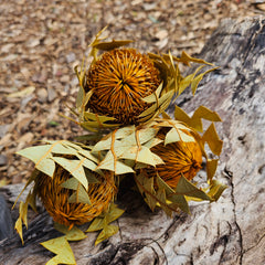 Banksia Baxteri - Autumn Orange