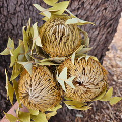 Banksia Baxteri - Natural