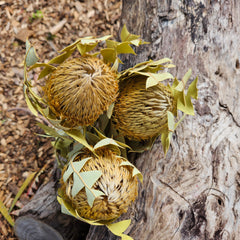 Banksia Baxteri - Natural