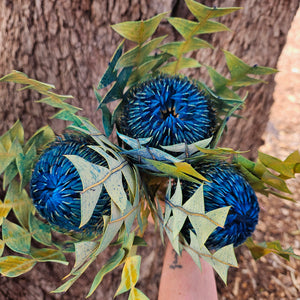 Banksia Baxteri - Sapphire Blue