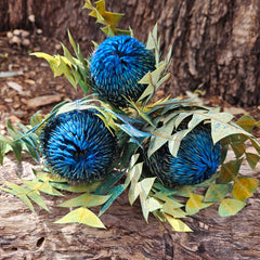 Banksia Baxteri - Sapphire Blue