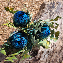 Banksia Baxteri - Sapphire Blue