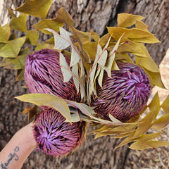 Banksia Baxteri - Lilac Tones