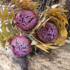 Banksia Baxteri - Lilac Tones