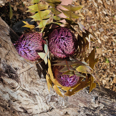 Banksia Baxteri - Lilac Tones