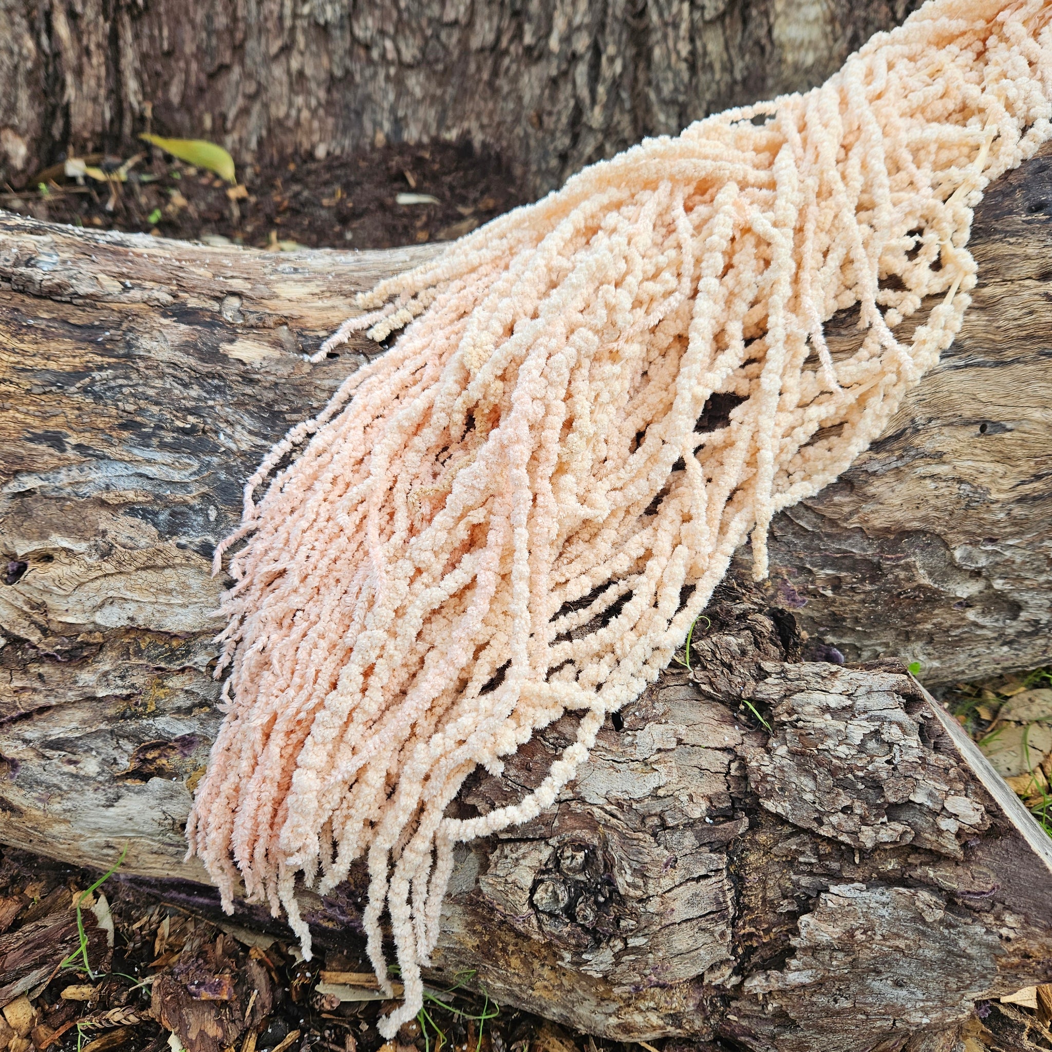 Amaranthus - Softest Pink Champagne Tones