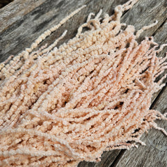 Amaranthus - Softest Pink Champagne Tones