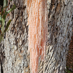 Amaranthus - Softest Pink Champagne Tones