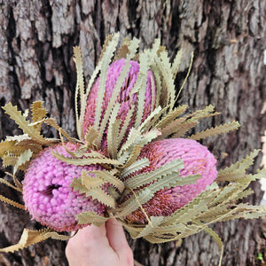 Banksia Hookeriana - Soft Pink - Bunch of 3 - MINI HEAD