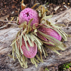 Banksia Hookeriana - Soft Pink - Bunch of 3 - MINI HEAD