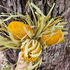 Banksia Hookeriana - Mustard Yellowish orange Tones - Bunch of 3 - MINI HEAD