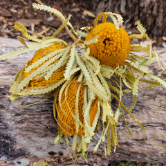 Banksia Hookeriana - Mustard Yellowish orange Tones - Bunch of 3 - MINI HEAD