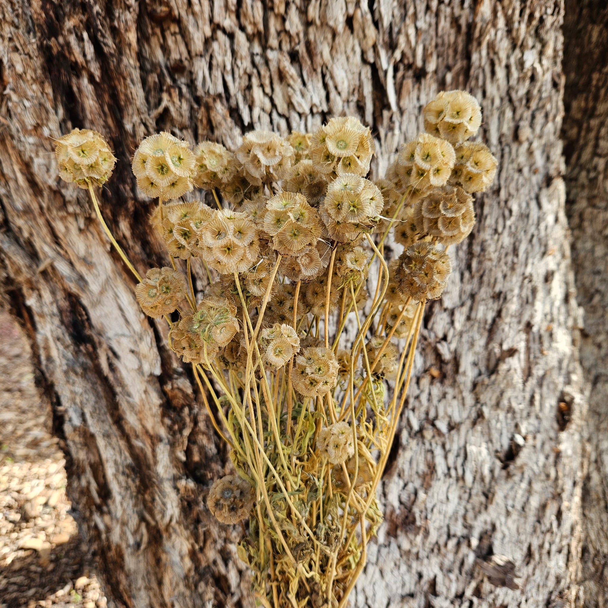 Scabiosia - Natural Dried