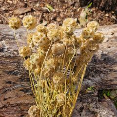 Scabiosia - Natural Dried