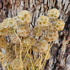 Scabiosia - Natural Dried