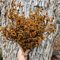 Scholtzia Flower - Preserved - Soft Orange Tones