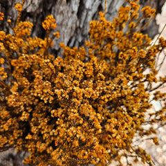 Scholtzia Flower - Preserved - Soft Orange Tones