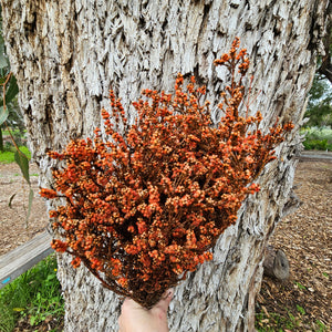 Scholtzia Flower - Preserved - Autumn Orange Tones