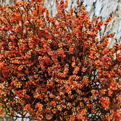 Scholtzia Flower - Preserved - Autumn Orange Tones