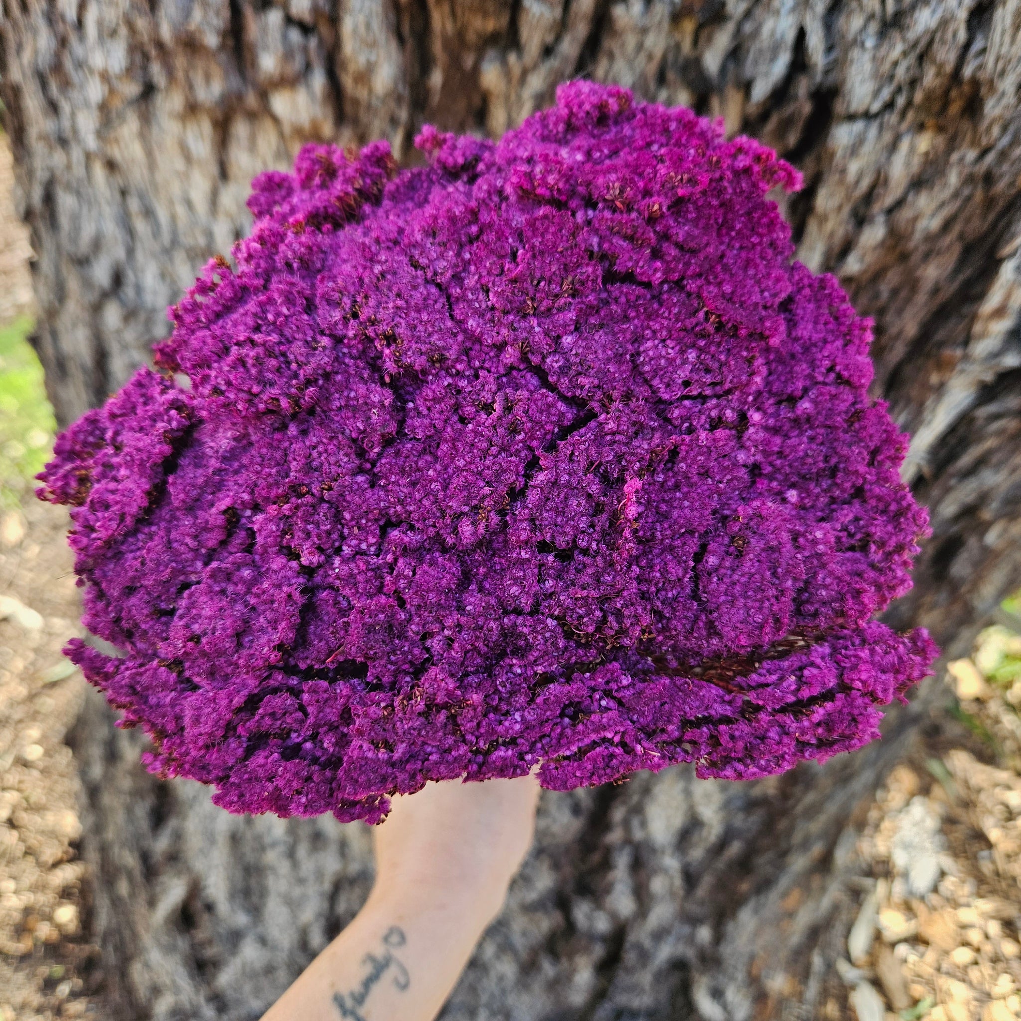 Brownii/Verticordia PRESERVED - Deep Magenta Pinky\Purple