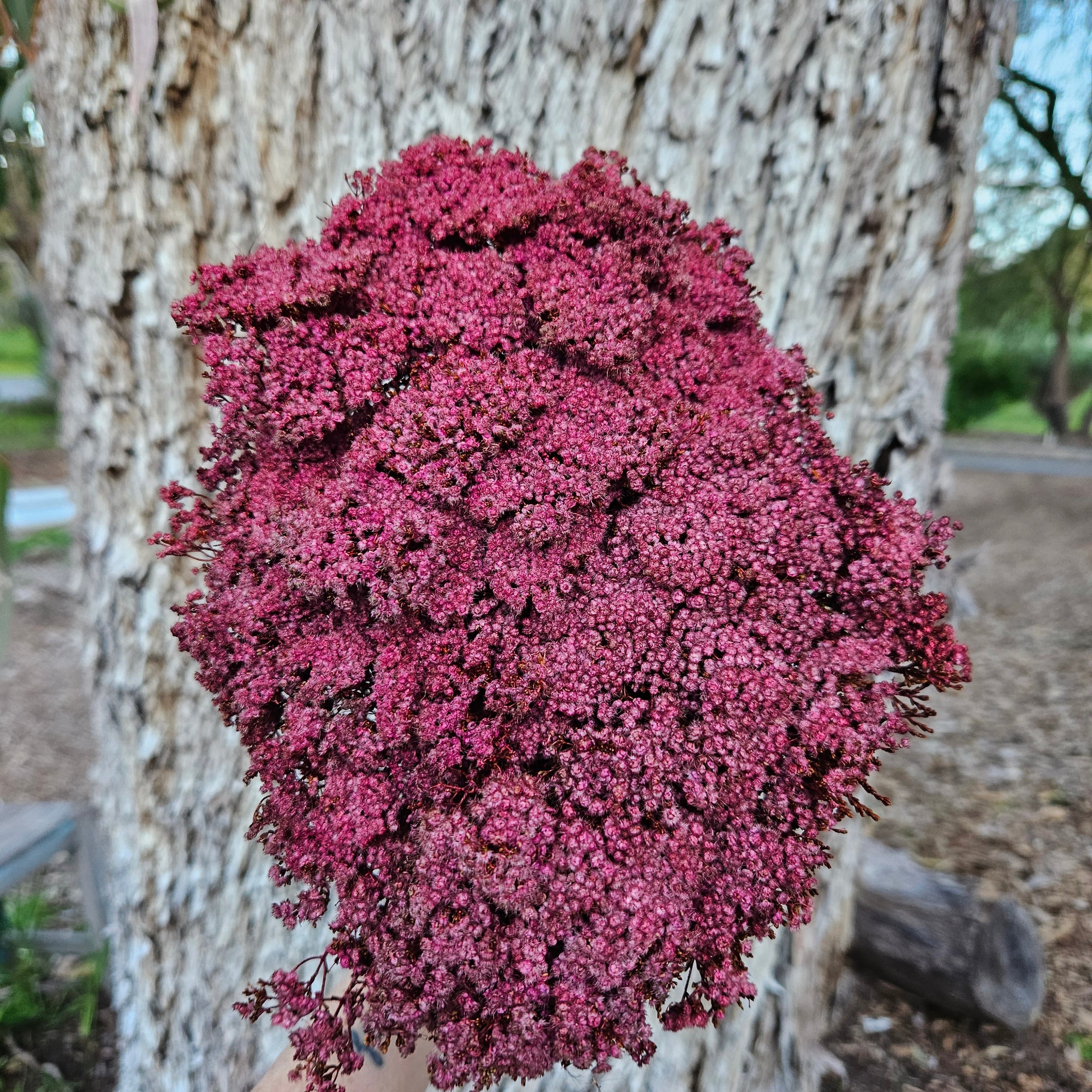 Brownii/Verticordia PRESERVED - Burgundy Red