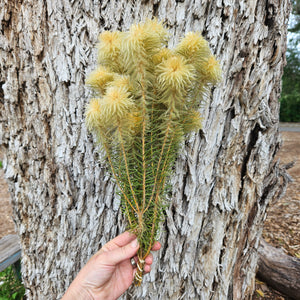 Phylica - DRIED - Long Stems