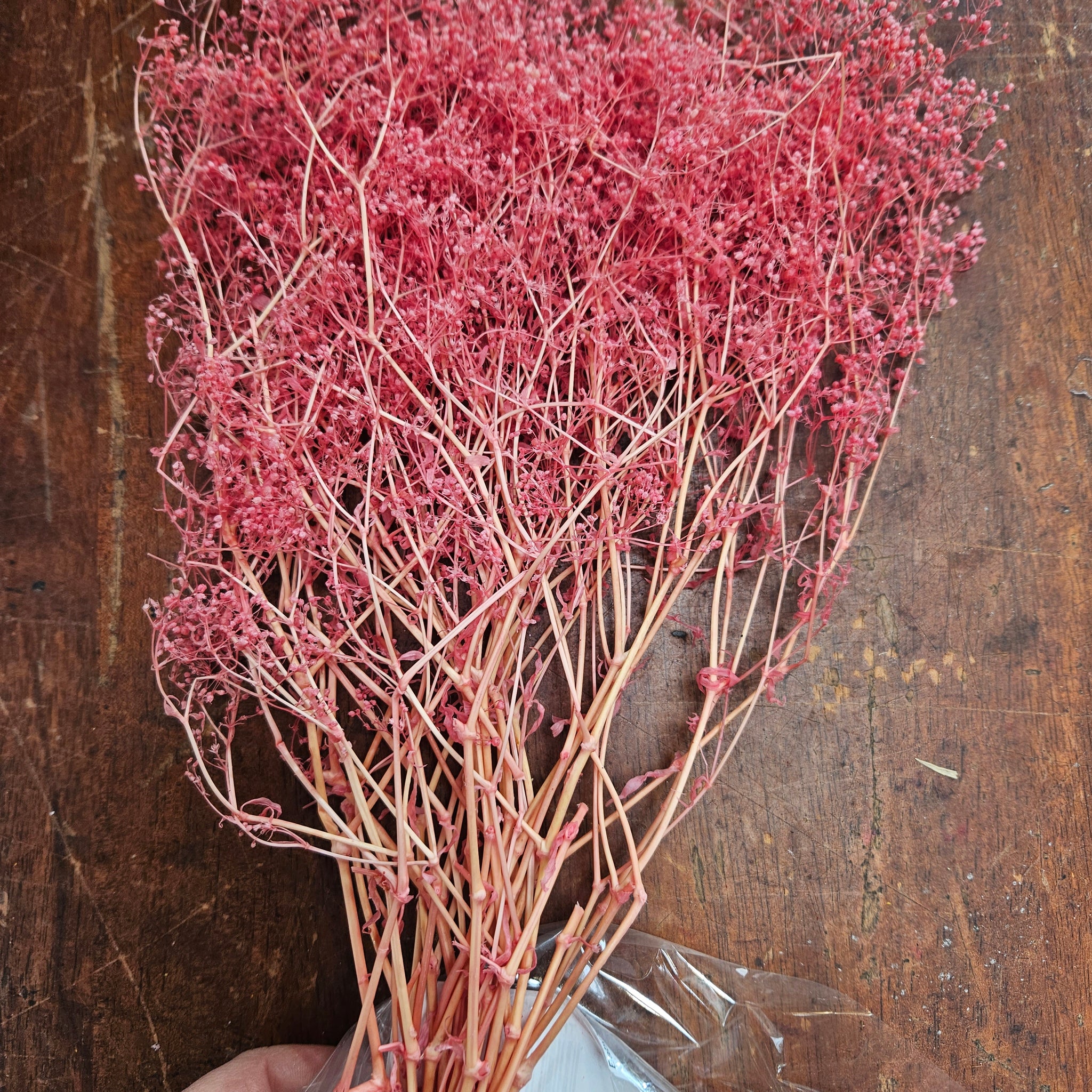 Bargain Corner - Baby’s Breath/Japanese - Cherry Pink