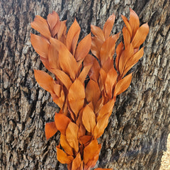 Ruscus - Israeli Large Leaf - Burnt Orange