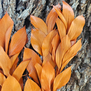 Ruscus - Israeli Large Leaf - Burnt Orange