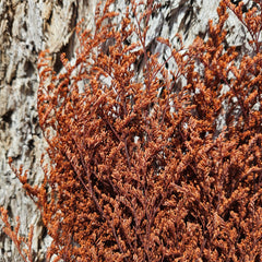 Limonium / Misty / statice - Burnt Orange