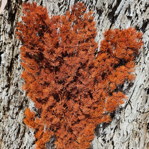 Ming Fern - Burnt Orange