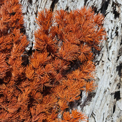 Ming Fern - Burnt Orange