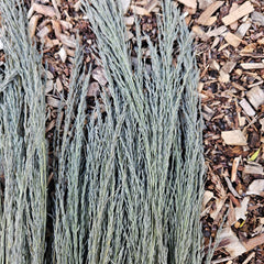 Grass - Love Grass - Natural Dark Sage Green