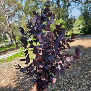 Gum - Eucalyptus -Preserved - Wine Red