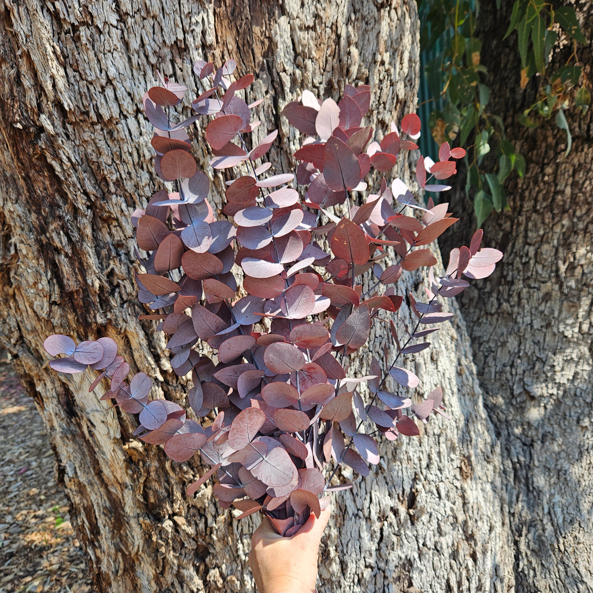 Gum - Eucalyptus -Preserved - Dusty Wine Red