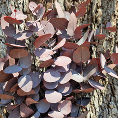 Gum - Eucalyptus -Preserved - Wine Red