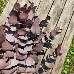 Gum - Eucalyptus -Preserved - Wine Red