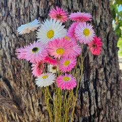 Everlasting Daisies - Paper Daisies- Pink & White Mix