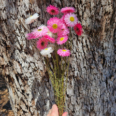 Everlasting Daisies - Paper Daisies- Pink & White Mix