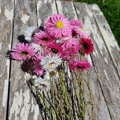 Everlasting Daisies - Paper Daisies- Pink & White Mix