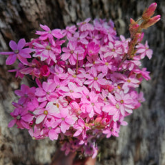 The Bargain Corner - Everlastings/Pink Cluster Daisies - now naturally faded to soft pink