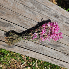 The Bargain Corner - Everlastings/Pink Cluster Daisies - now naturally faded to soft pink