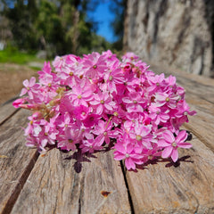 The Bargain Corner - Everlastings/Pink Cluster Daisies - now naturally faded to soft pink