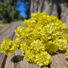 Everlastings/Pom Pom Everlastings